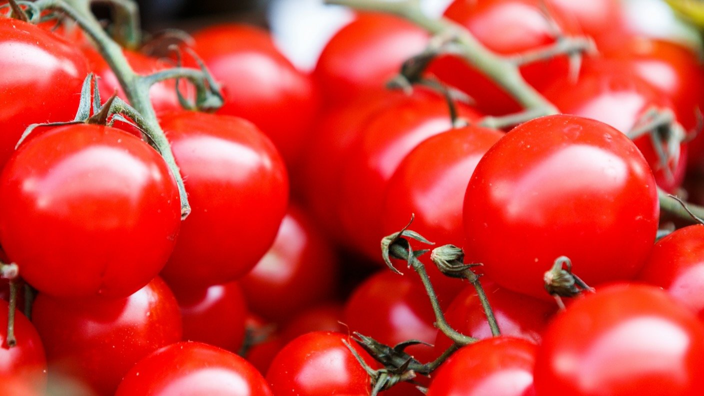 Sweet CRISPR tomatoes may be coming to a supermarket near you